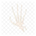 Hand bones  Icon