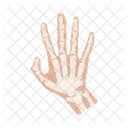 Hand bones  Icon
