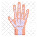 Hand Joints Hand Bones Hand Skeleton Icon