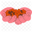 Hand Carrying Coffee Cherries Coffee Drink Icon