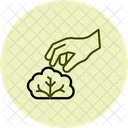 Hand Picking Lettuce Hand Picking Icon
