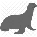 Harbor Seal Common Icon