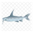 Hardhead Catfish  Icon