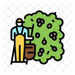 Harvesting Olive  Icon