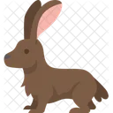 Hase  Symbol