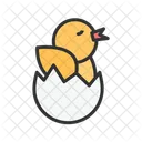 Hatching Chick  Icon