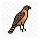 Hawk Bird Animal Icon