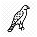 Hawk  Icon