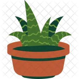 Haworthia  Icon