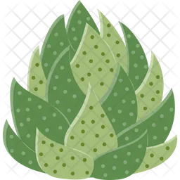 Haworthia  Icon