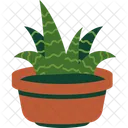 Haworthia  Icon