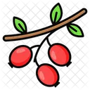 Hawthorn Food Fruit Icon