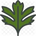 Hawthorn Leaf Nature Icon