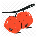 Hawthorn Berries Crataegus Fruit Icon