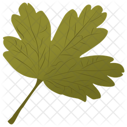 Hawthorn Leaf Icon