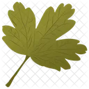 Hawthorn Leaf Parsley Leaf Coriander Leaf Icon