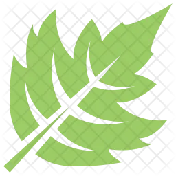 Hawthorn Leaf  Icon