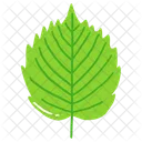 Leaf Ash Leaf Beech Leaf Icon