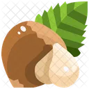 Hazelnut Acorn Nut Icon
