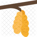Hazelnuts  Icon