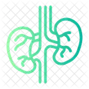 Healthcare And Medical Kidneys Internal Icon