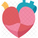 Heart Cardiology Anatomy Icon