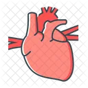 Heart Cardiology Anatomy Icon