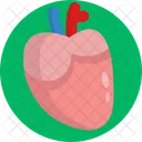 Human Anatomy Heart Organ Icon