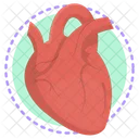 Heart Orgon Anatomy Icon