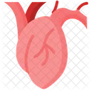 Heart Anatomy Cardiology Icon