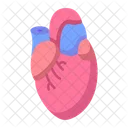 Heart Organ Anatomy Icon