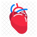 Heart Human Human Heart Heart Anatomy Icon