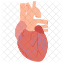 Heart Organ Arteries Icon