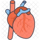 Heart Human Organ Hearts Icon