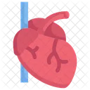 Anatomy Organ Biology Icon