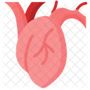 Heart Anatomy Cardiology Icône