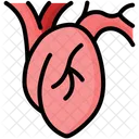 Heart Anatomy Cardiology Icône