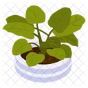 Heart Philodendron  Icon