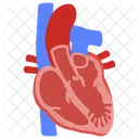 Heart Trabeculation Cardiology Heart Disease Icon