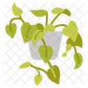 Heartleaf philodendron  Icon
