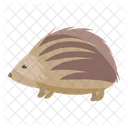 Hedgehog Porcupine Animal Icon