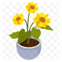 Helianthus  Icon