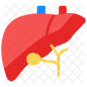 Hepatologie Leber Symbol