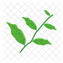 Leaf Herb Rosemary Icon
