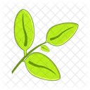 Herb Leaf  アイコン