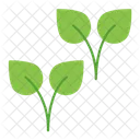 Leaf Herb Healthy Icon