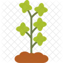 Herbal Plant  Icon