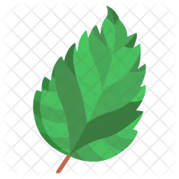 Hibiscus Leaf  Icon