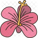 Hibiskus  Symbol