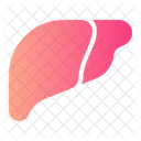 Higado Anatomia Organo Icono